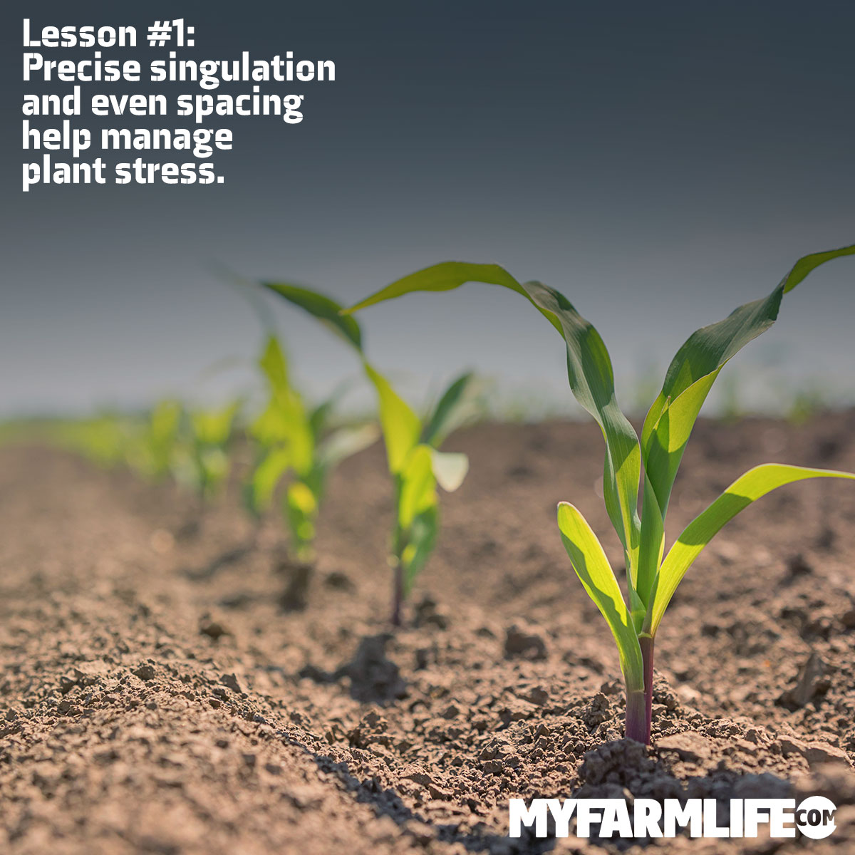 Lesson #1: Precise singulation and even spacing help manage plant stress.
