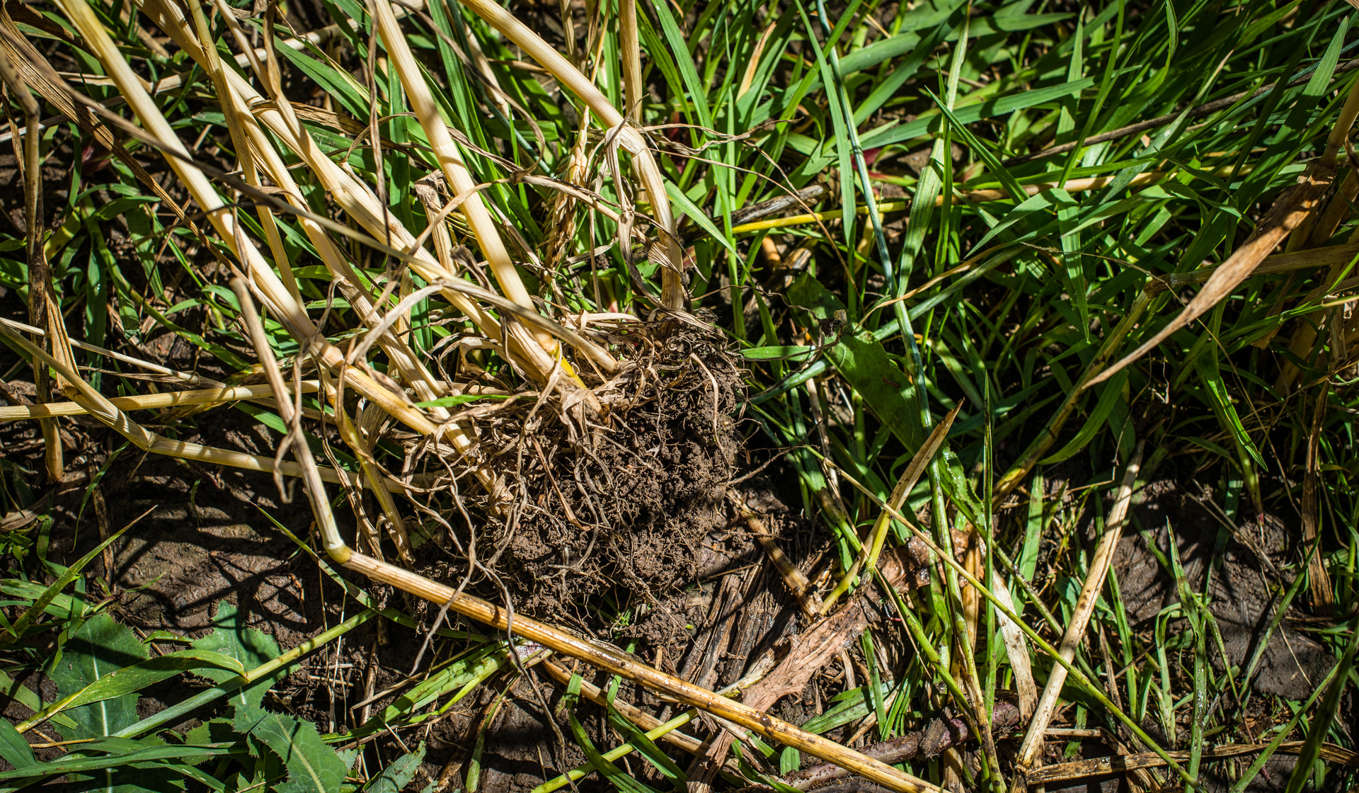 Cereal rye roots in soil. PHOTO: Soil Health Partnership