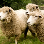 Wooly heads and legs make Leicester Longwools a pain to shear, but that abundance of wool—along with their fattening ability and rapid growth—made them good for Colonists. The breed died out in North America in the 1920s; CW had to import its initial herd from Tasmania in 1990.