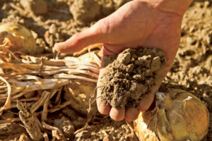 Sandy, rocky soils are great for growing onions.