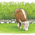 A living hedge, strong enough for livestock.