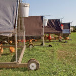 Mobile pens help keep pastures healthy while encouraging chickens to graze.
