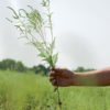 Ragweed on the Sneed farm.