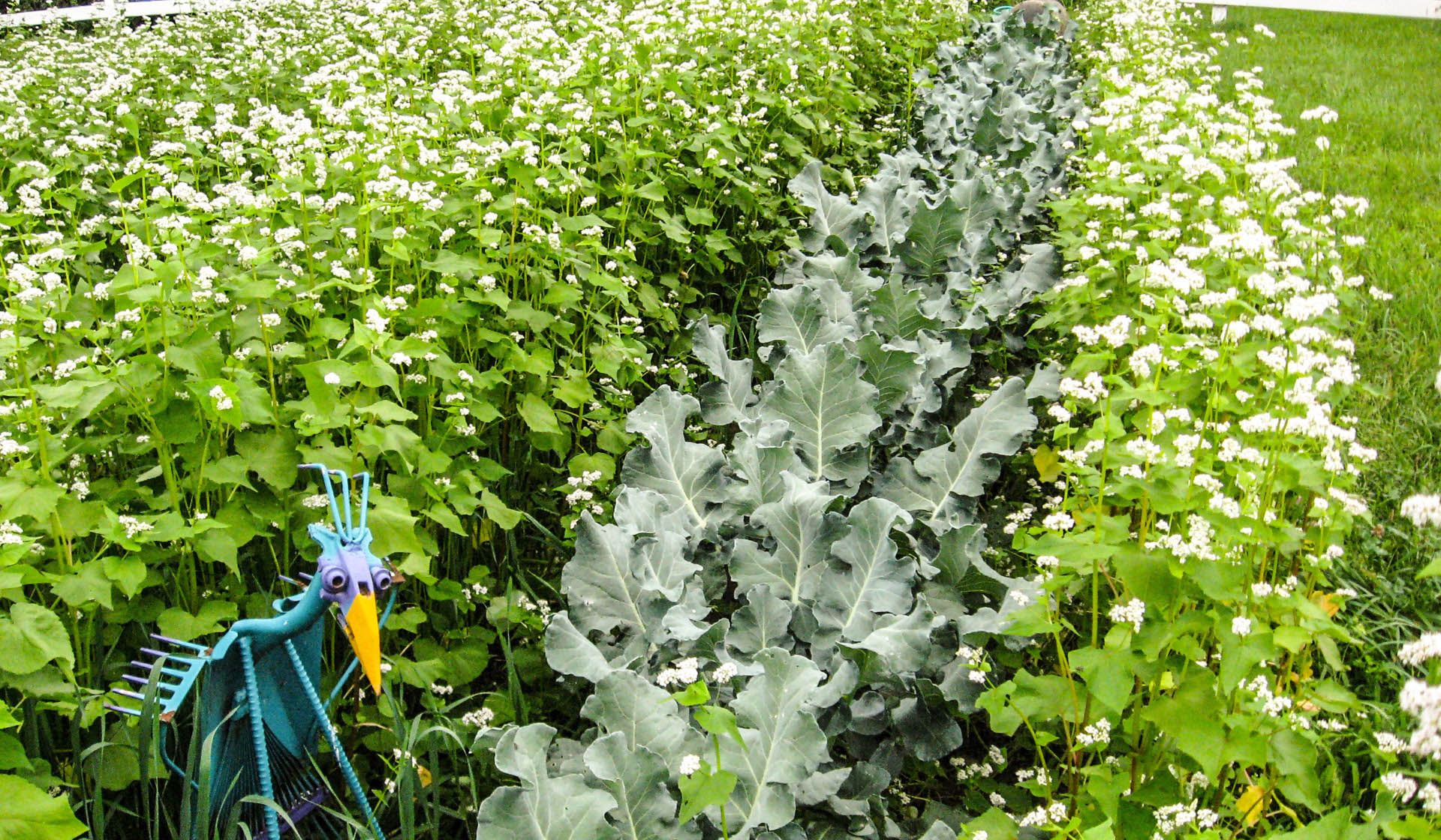Cover crops being grown in a garden.