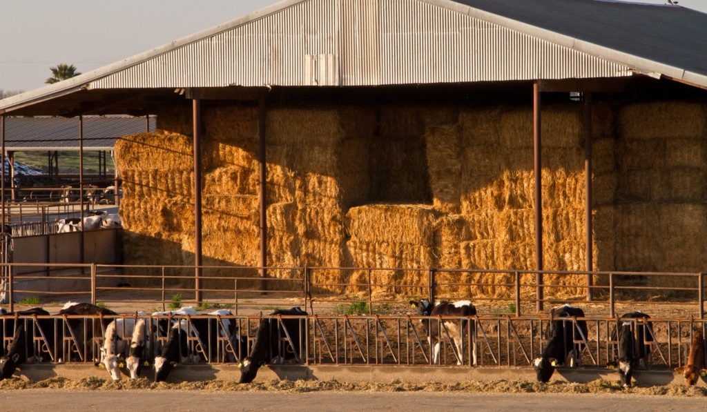 Bales of hay for feeding cows sits stacked in a storage area.